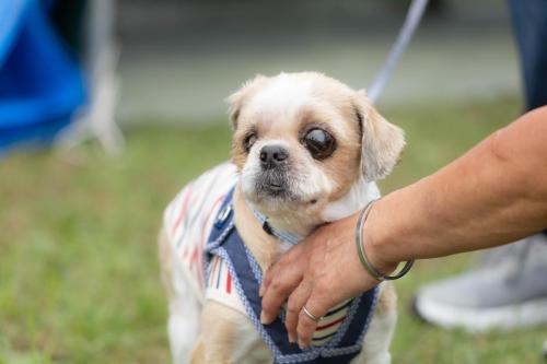 カプチーノちゃん