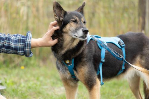 アポロンちゃん