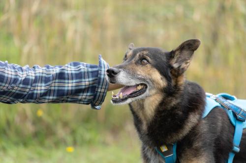 アポロンちゃん