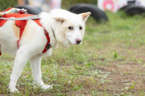 コラッタちゃん