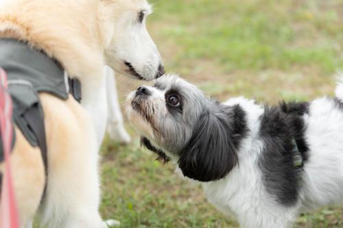 けんしろうちゃん＆ライチちゃん