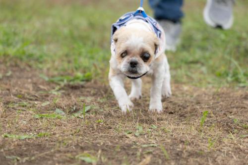 カプチーノちゃん