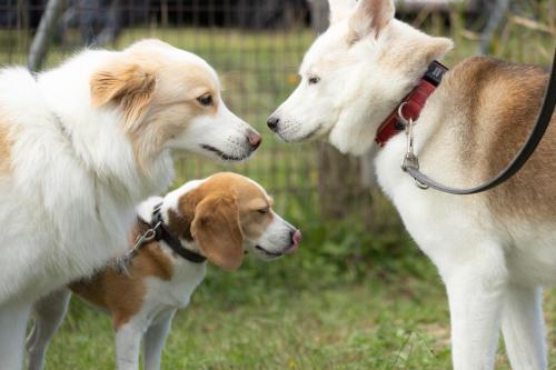 ニコちゃん＆ナナちゃん＆マルコちゃん